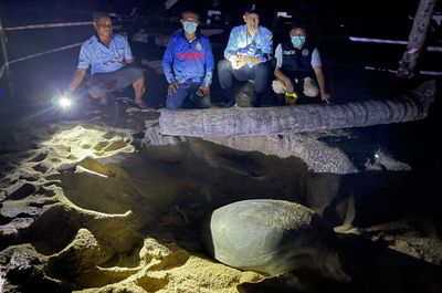 Green sea turtle lays eggs on Phuket beach