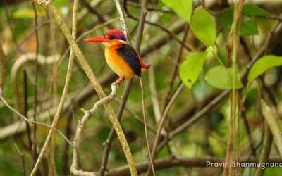 A birding enthusiast from Pollachi documents oriental dwarf kingfisher in Anamalai Hills