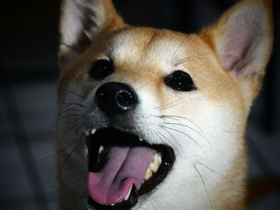 Will You Sell Your Dogecoin If It Reaches $0.50 (Again) In 2022? Over 75% Say...