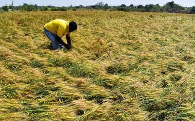 Vidarbha continues to record higher farmer suicides