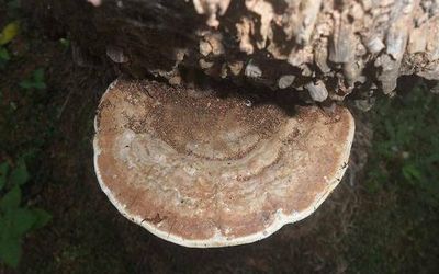 Two species of fungi associated with basal stem rot found