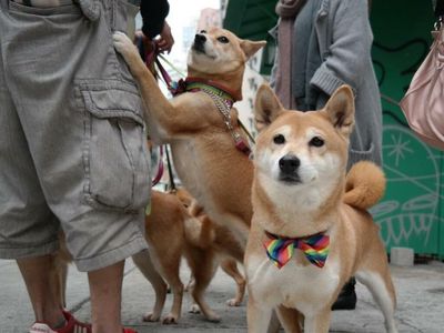 These 2 Cryptos Named After Elon Musk's Dog Experiencing Massive Gains, Defying The Crypto Sell-off