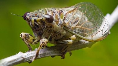 Isolated water droplets coming from trees could be cicada 'rain', otherwise known as pee
