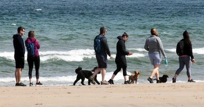 The mystery dog illness at beaches and what's causing it - here's what we know so far