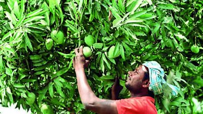 Winter rain, cold weather may hit mango yield in Andhra Pradesh