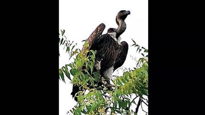 Indian vultures on death row, huge dip in numbers