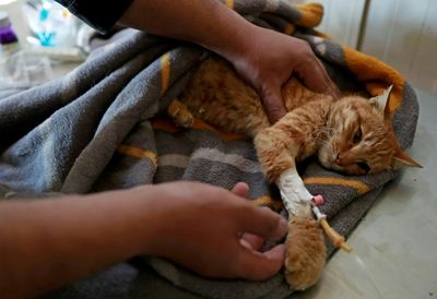 Stray animals find solace at Iraq animal shelter