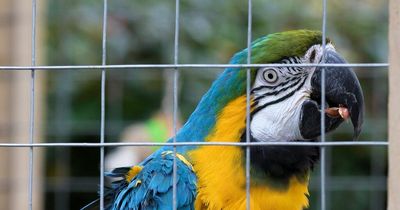 Neighbour's squawking Scots parrots 'as loud as helicopters' ordered inside home by court