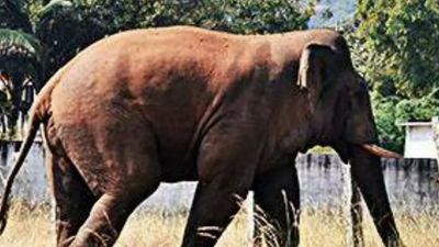 Andhra Pradesh: Troublesome elephant 'Hari' to be isolated, shifted to zoological park