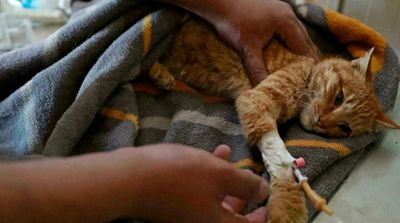 Stray Animals Find Solace at Iraq Animal Shelter