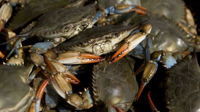 Getting snappy: concerns over blue crab invasion in the Mediterranean