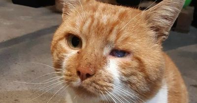 Glasgow cat victim of sickening air rifle attack has eye removed