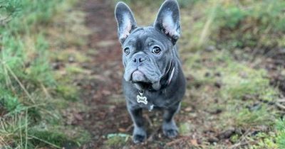 Pregnant Scots mum distraught after French bulldog puppy stolen by thieves who broke into home