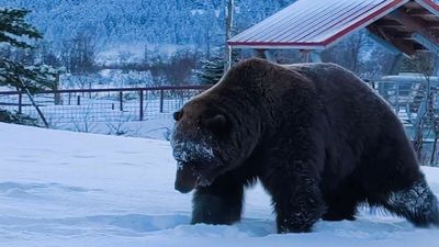 VIDEO: Bearing Up: Brown Bear Wakes Up Early From Winter Sleep And Takes Stroll In The Snow