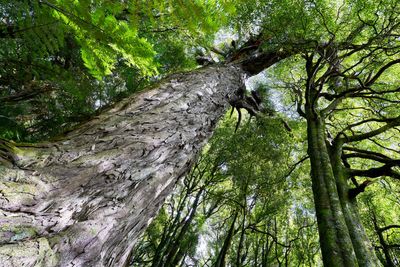 Anne Salmond: NZ's climate planting asking for trouble