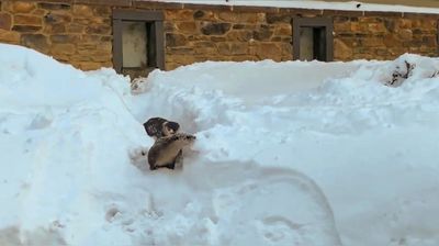 VIDEO: Bears, Big Cats And Red Pandas Frolic In Snow At Ohio Zoo