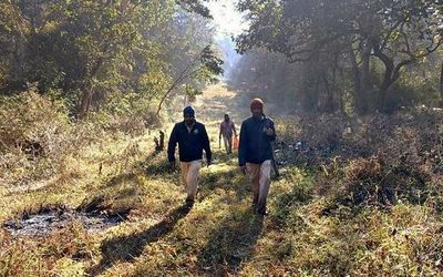 Elephants, gaurs being counted