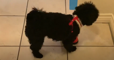 Watch: Clever Poodle Susie rings bell to say she needs the loo