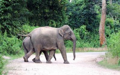 Elephant corridors to be restored in south Bengal