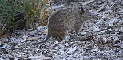 How this little marsupial's poo nurtures urban gardens and bushland (and how you can help protect them)