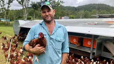 Sunshine Coast chicken farmer calls it quits as sales dry up during COVID