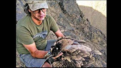 Most Egyptian vultures in Rajasthan from Uzbekistan