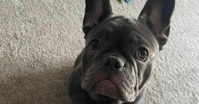 Pregnant Scots mum reunited with French bulldog stolen by thieves during break in