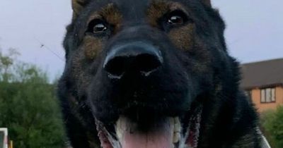PD Cliff sniffs out suspects and recovers stolen goods from burgled house