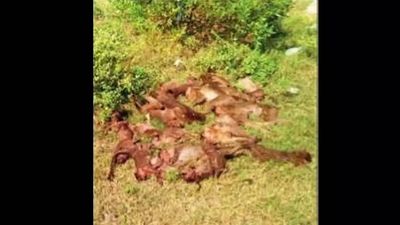 24 monkeys found dead near Trichy-Chennai NH
