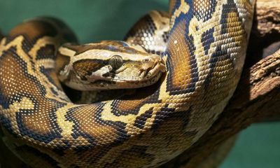 Maryland man found dead amid collection of more than 125 snakes