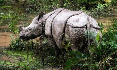 Leading the charge: wildlife experts plan for future of Nepal’s rhinos