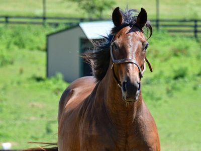 Thoroughbred who played Seabiscuit in Oscar-nominated film dies, aged 24