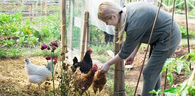 Bird flu: domestic chicken keepers could be putting themselves – and others – at risk