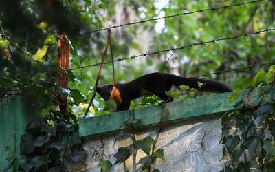 Rare Nilgiri marten spotted in Ooty town