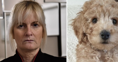 Shocked dog groomer 'disgusted' at online abuse after tragic death of puppy
