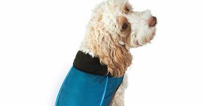 B&M shoppers praise 'brilliant' light up coat that keeps your dog warm and safe
