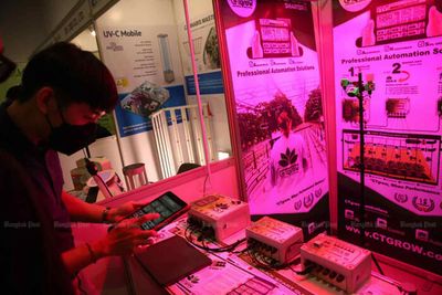 Legalisation of household cannabis, limited recreational use