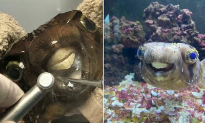 Long in the tooth: Goldie the pufferfish has emergency dental work