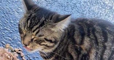 Bid to find owner of adventurous Falkirk area cat which has turned up in Hamilton