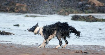 Mystery dog illness at beaches as expert 'certain' on cause after crabs die