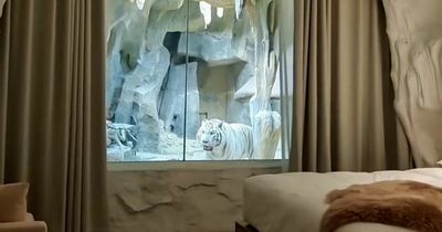 Hotel offers room with 'white tiger view' where guests sleep beside predator's den