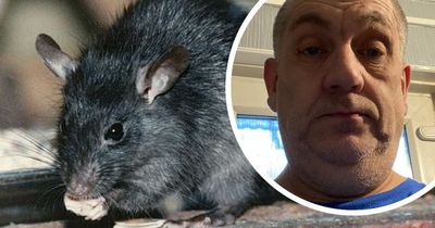 'It's like a nightclub with the noise': Bridgend man's nightmare rat infestation in family home