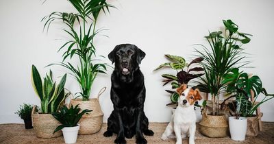 10 popular house plants that are toxic to pets