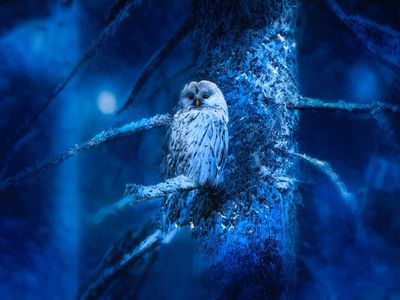 5 Reasons Blue Owl Capital Should Generate Strong Earnings Growth