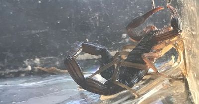 Family finds scorpion had snuck into bags in Costa Rica 10 days after returning to UK
