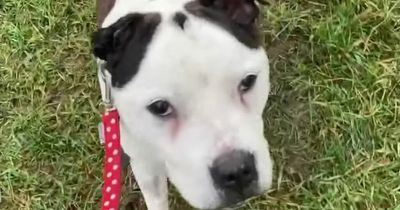 Deaf dog taught sign language to help him find his forever home