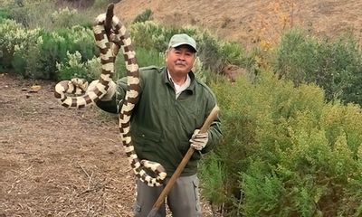 ‘Astonishingly’ huge kingsnake encountered by conservation crew