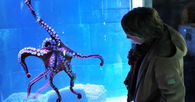 Bristol Aquarium announces Valentine's date nights after hours