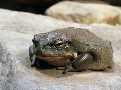 Beckley Psytech Begins Training Therapists For Phase 2 Trial With Toad Venom, 5-MeO-DMT