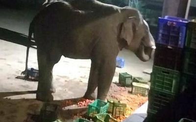 Elephant menace continues in Chittoor